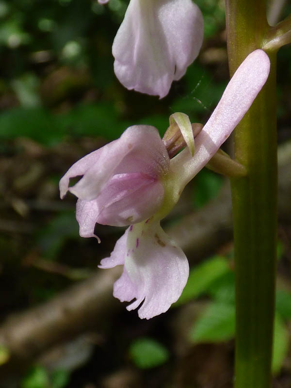 Orchis mascula 'rosea'